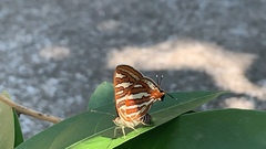 Cigaritis schistacea