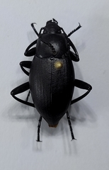 Eleodes fusiformis