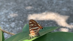 Cigaritis schistacea