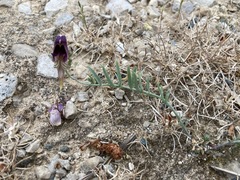 Linaria tristis