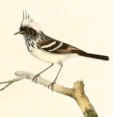 Pied-Crested Tit-Tyrant photo 3