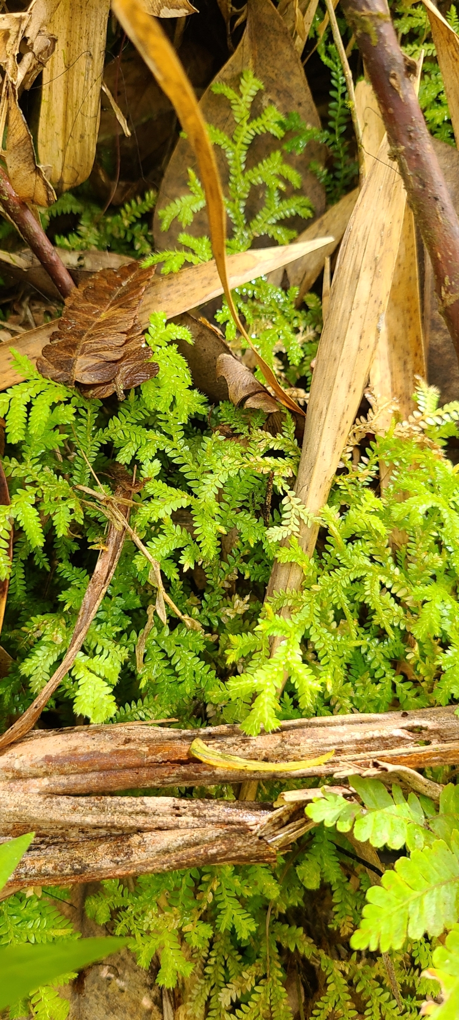 Selaginella krugii