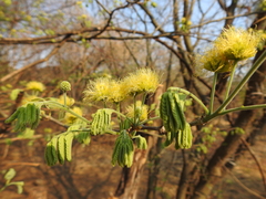 Chloroleucon mangense