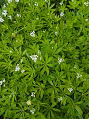 Galium odoratum: 기원과 용도 — 사진 3