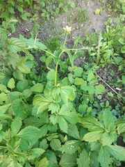 Geum urbanum
