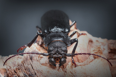 Aplagiognathus spinosus