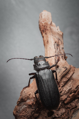 Aplagiognathus spinosus