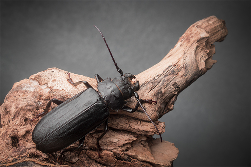 Aplagiognathus spinosus (Newman, 1840)