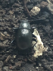 Meracantha contracta