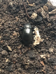 Meracantha contracta