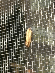 Eucosma radiatana