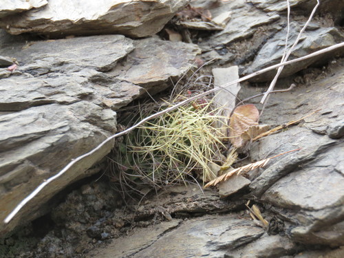 Mammillaria decipiens