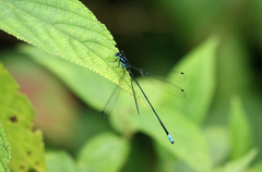 Esme mudiensis