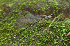 Protosticta sanguinostigma