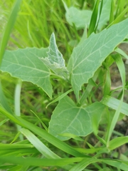 Atriplex sagittata