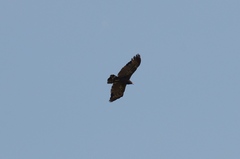 Polyboroides typus typus