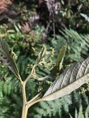 Critoniopsis