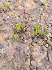 Phemeranthus parviflorus