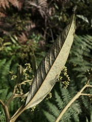 Critoniopsis
