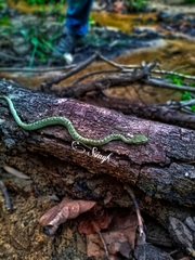 Craspedocephalus gramineus