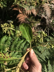 Critoniopsis