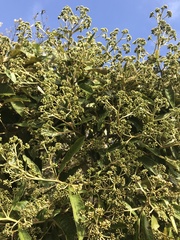 Critoniopsis