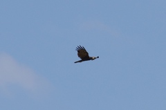 Polyboroides typus typus