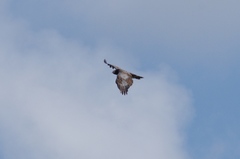 Polyboroides typus typus