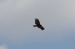 Polyboroides typus typus