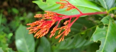 Palicourea crocea