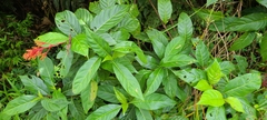 Palicourea crocea