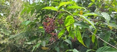 Palicourea crocea