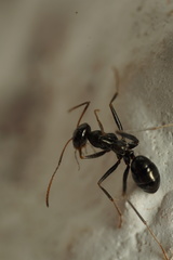 Cataglyphis italica