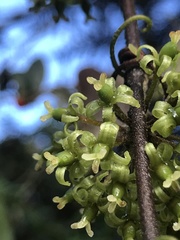 Smilax domingensis