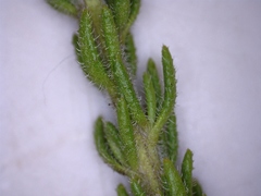 Selago seticaulis