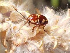 Cryptocephalus castaneus