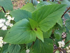 Eupatorieae