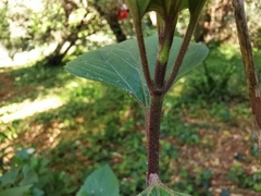 Eupatorieae