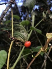 Smilax domingensis