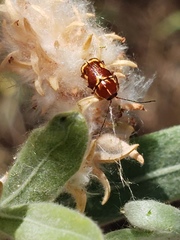 Cryptocephalus castaneus