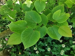 Cercis glabra