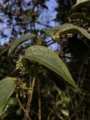 Smilax domingensis