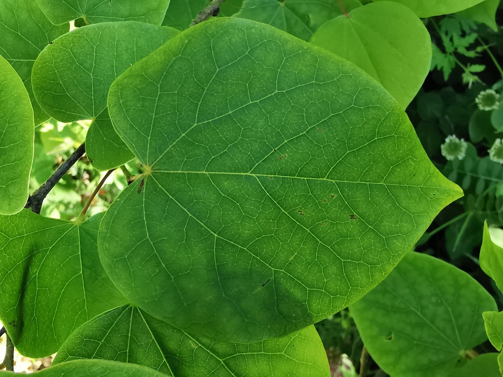smooth redbud