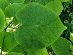 Cercis glabra