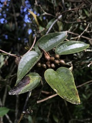 Smilax domingensis