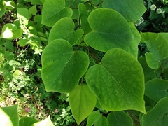 Cercis glabra