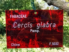 Cercis glabra