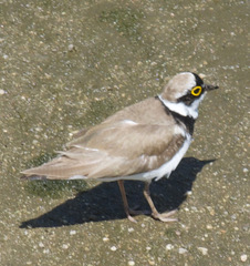 Charadrius dubius