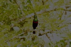 Cinnyris mariquensis