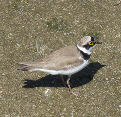Charadrius dubius